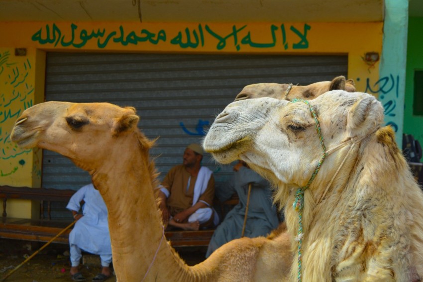 a couple of camels standing in front of a building