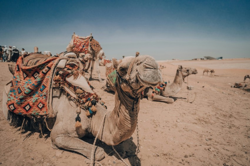 a group of camels sitting in the desert