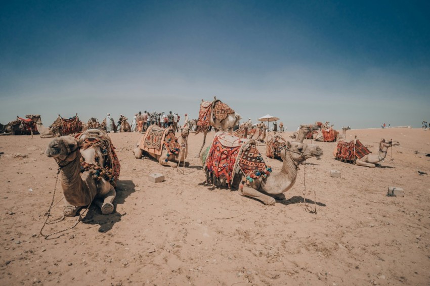 a group of camels that are sitting in the sand