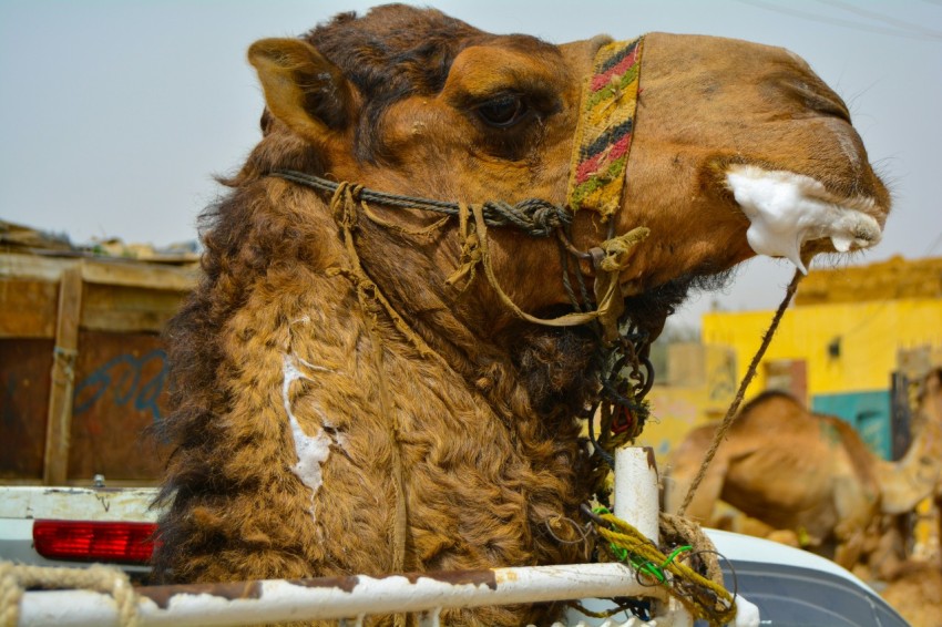 a close up of a camel in the back of a truck cX4I