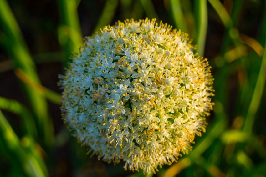 a close up of a flower in the grass