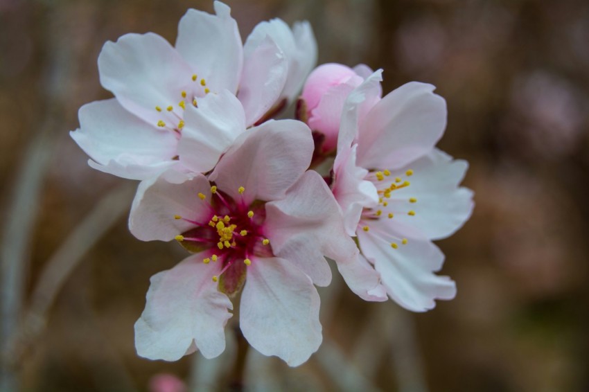 a close up of a bunch of flowers