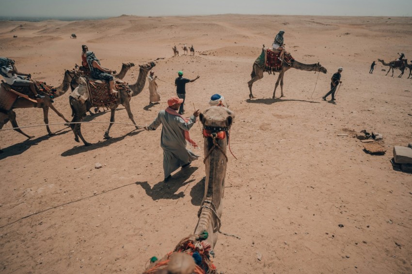 a group of people riding on the backs of camels