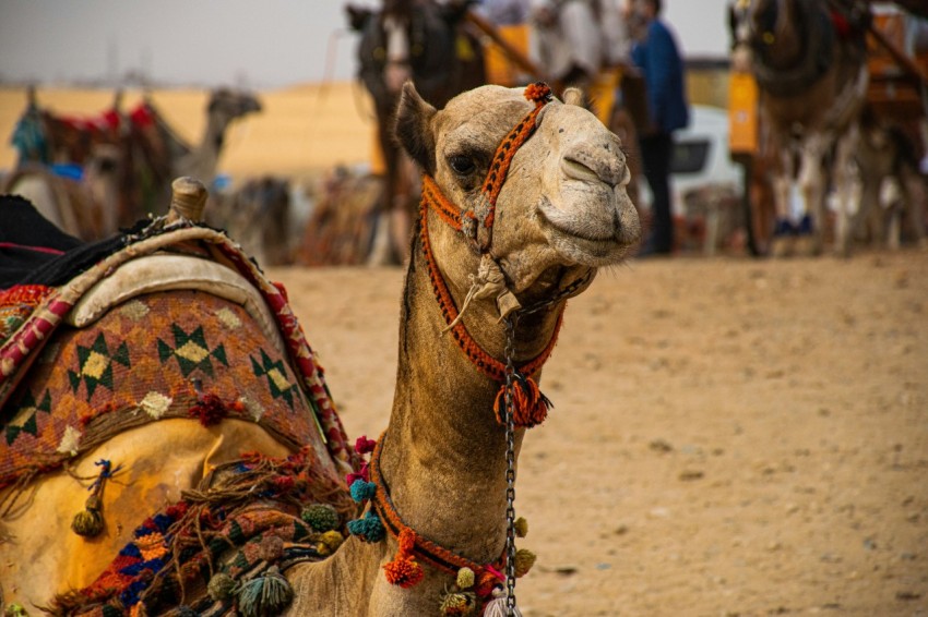 brown camel on brown sand during daytime Tgf