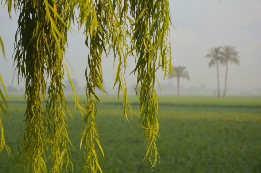 a green field with two palm trees in the distance