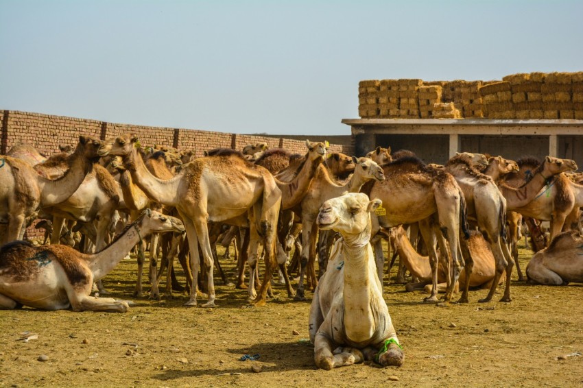 a camel sits in front of a herd of camels