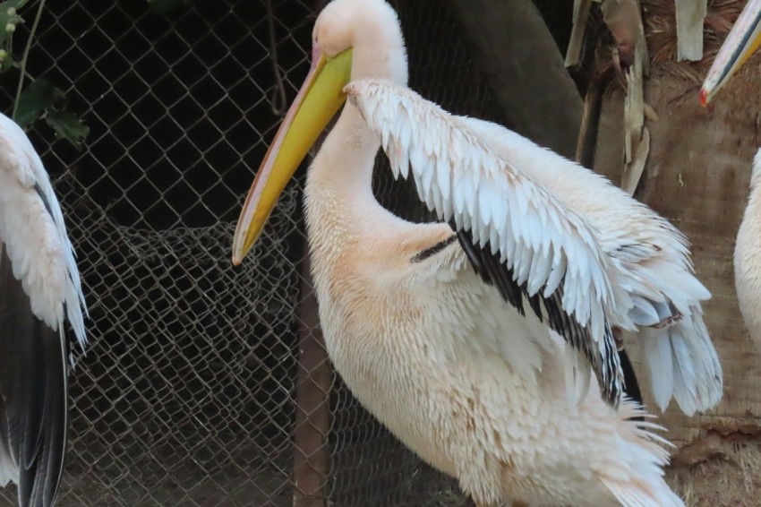 a group of pelicans standing next to each other