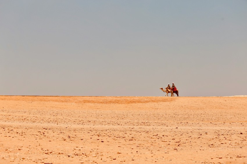 people riding camels at the desert during day