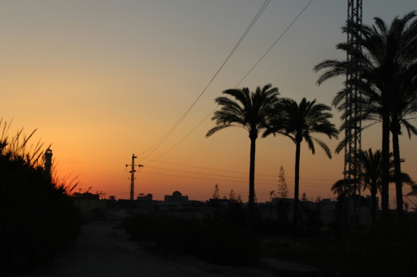 silhouette of palm trees during sunset