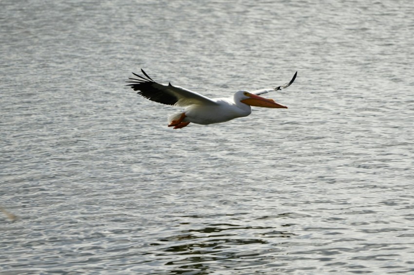 a bird flying over a body of water pFeQyUs7