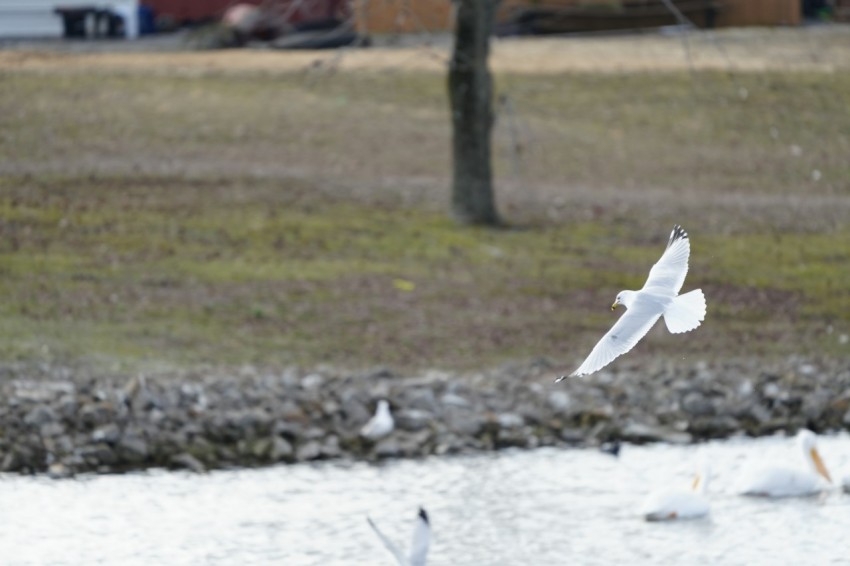 a flock of birds flying over a body of water