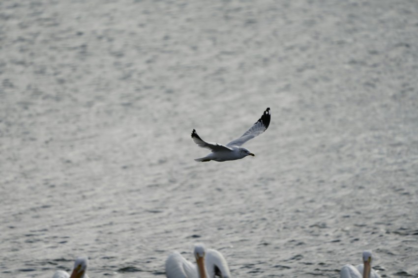 a flock of birds flying over a body of water