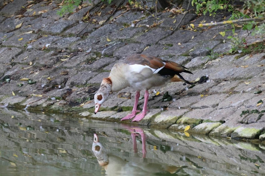 a bird standing on a rock next to a body of water