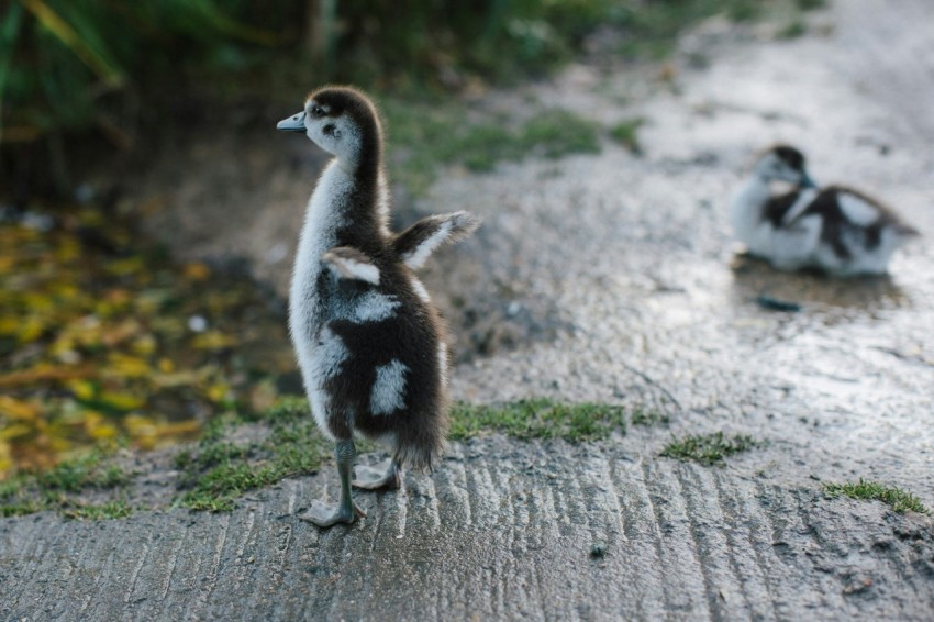 a couple of ducks standing on top of a road