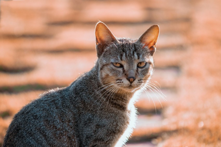 a cat sitting in a field looking at the camera