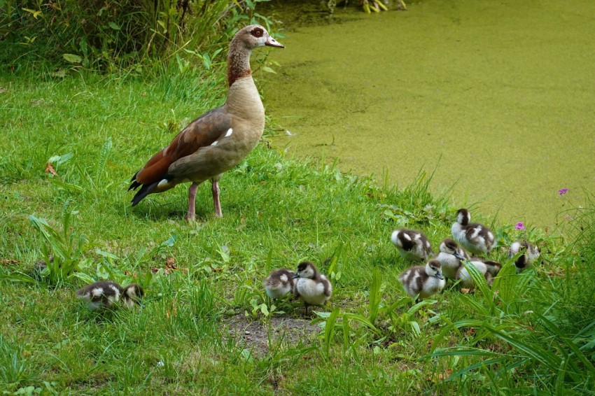 a duck with a group of ducklings