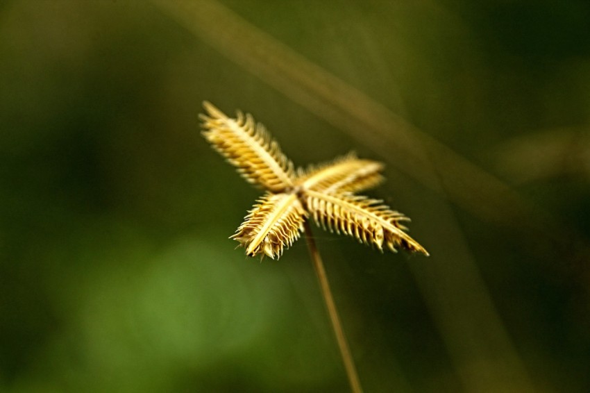 a close up of a plant with a blurry background