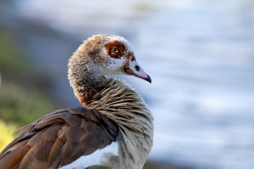 a close up of a bird with a blurry background