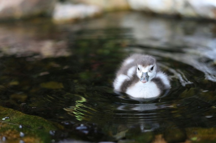 a small duck swimming in a pond of water