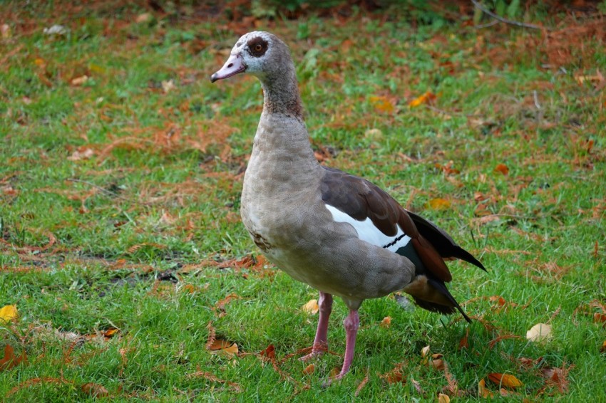 a duck is standing in a grassy field