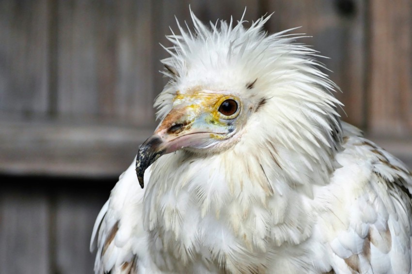 a close up of a white bird with a yellow beak