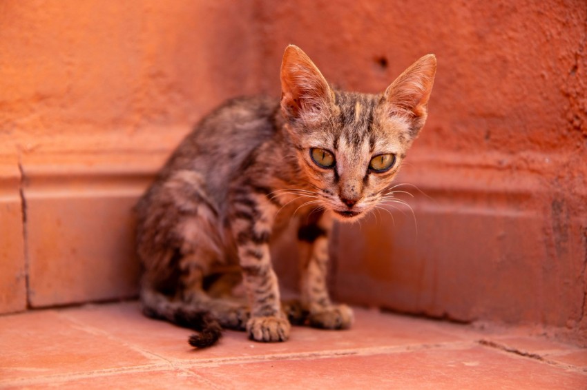 brown tabby cat on brown floor