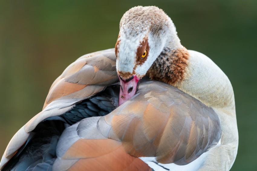 a close up of a duck with a blurry background