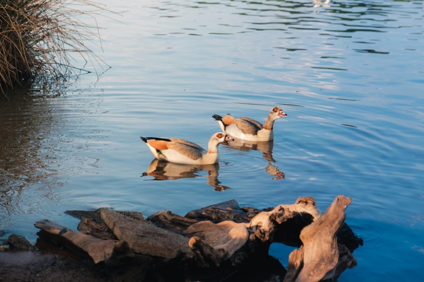 three ducks are swimming in the water near a log