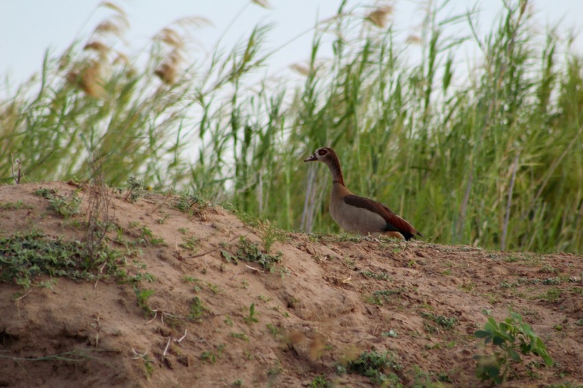 brown and white duck on brown soil g8E