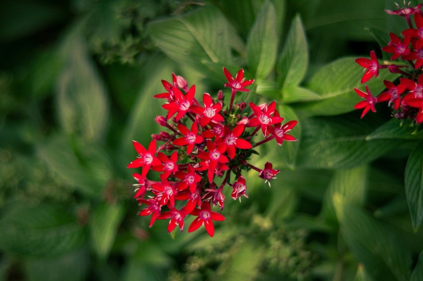 a close up of a bunch of red flowers