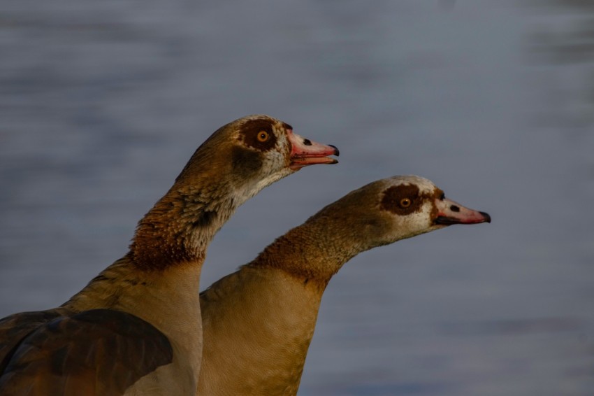 brown duck in water during daytime H