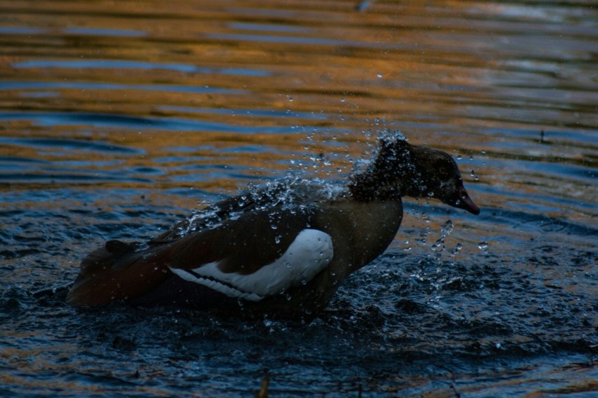 a brown and white duck splashing in the water