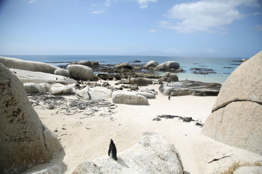 flock of penguins standing near shore