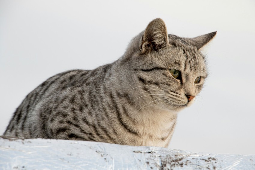 a striped cat sitting on top of a rock