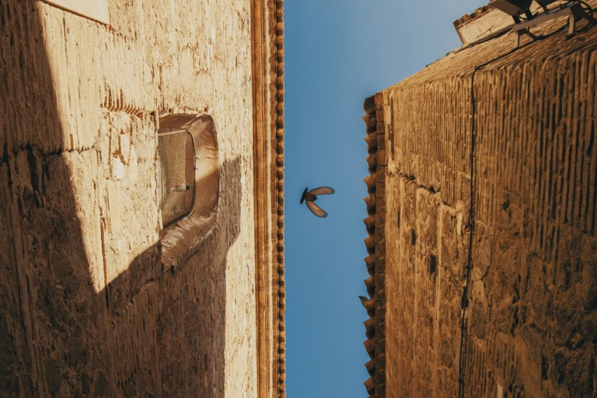 worms eye photography of flying bird y