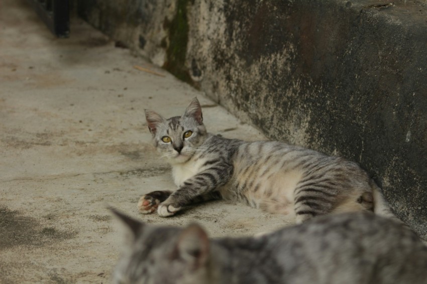 a couple of cats laying on top of a cement floor