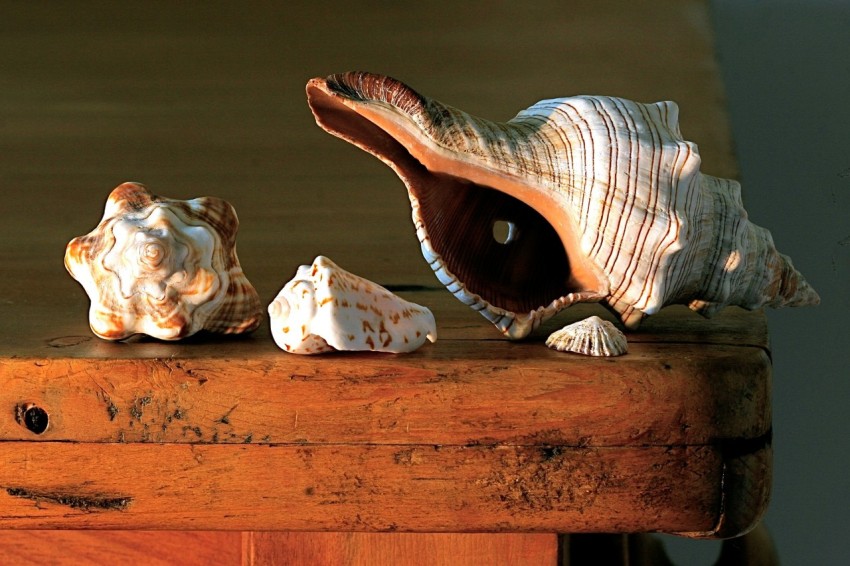 white and brown sea shell on table