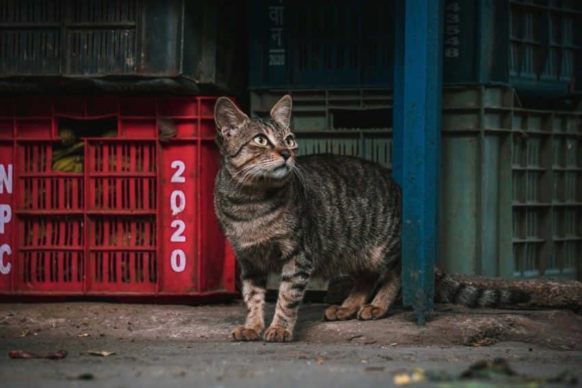 brown tabby cat sitting on red wooden bench