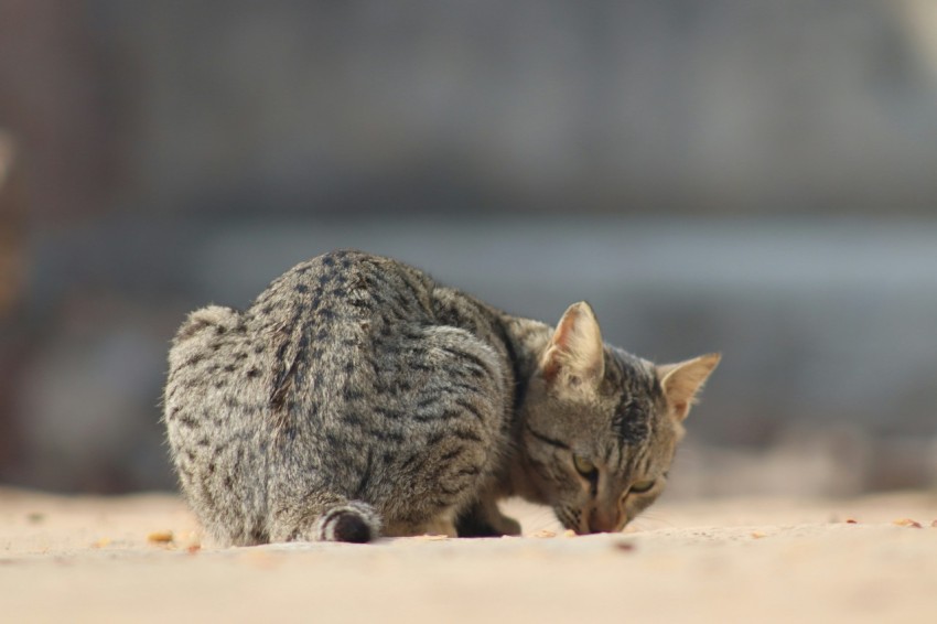 a cat that is laying down on the ground