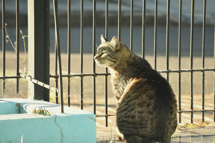 brown tabby cat on blue table