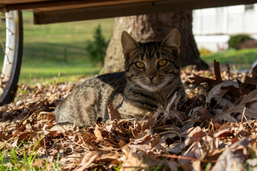 a cat laying in the leaves under a bench