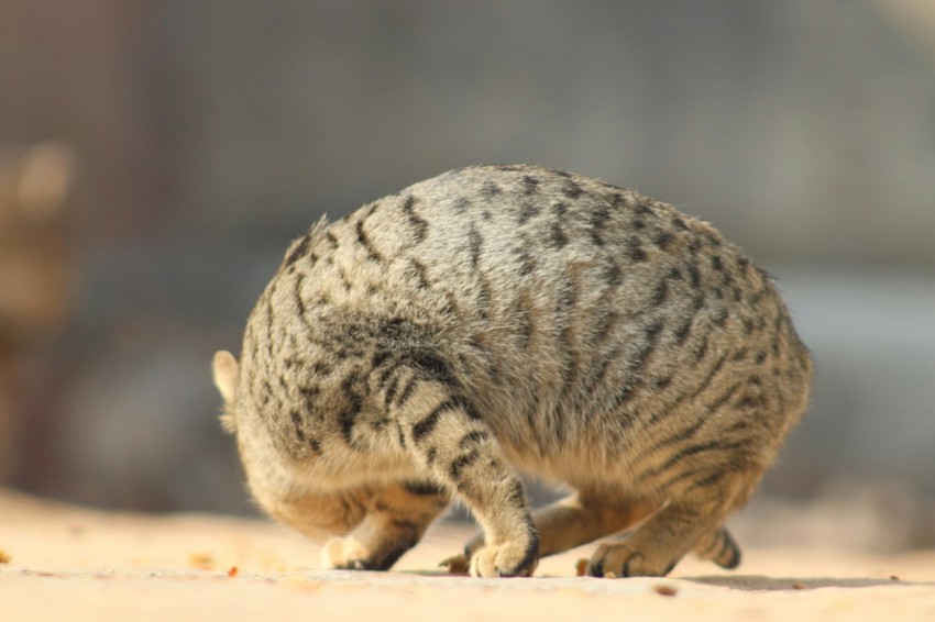 a small cat walking across a sandy ground