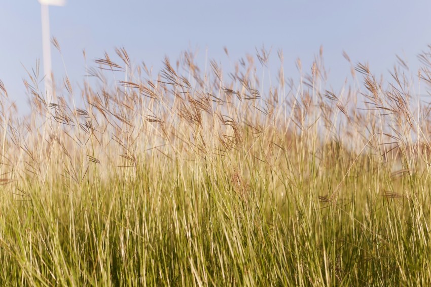 green grass field during daytime