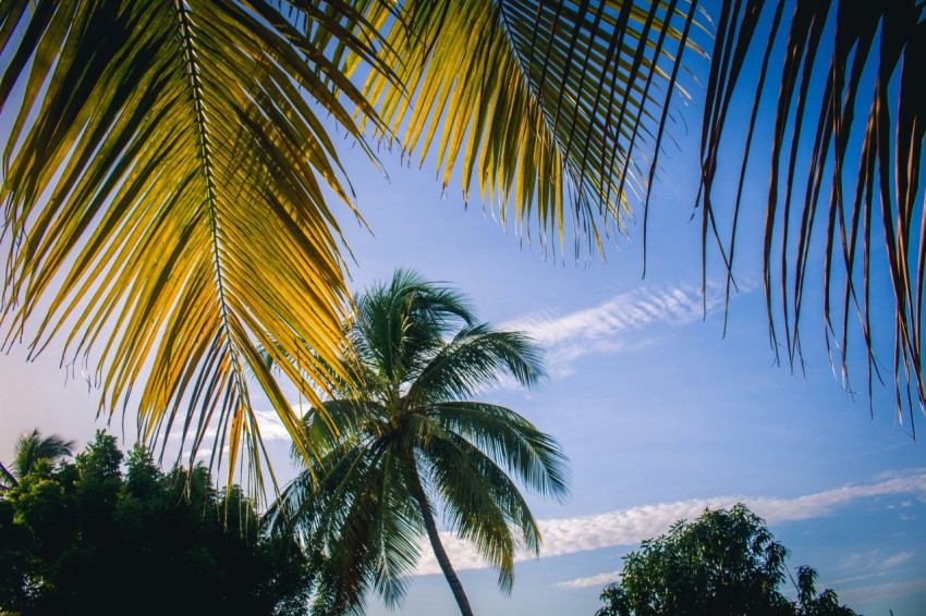 green palm tree under cloudy sky during daytime