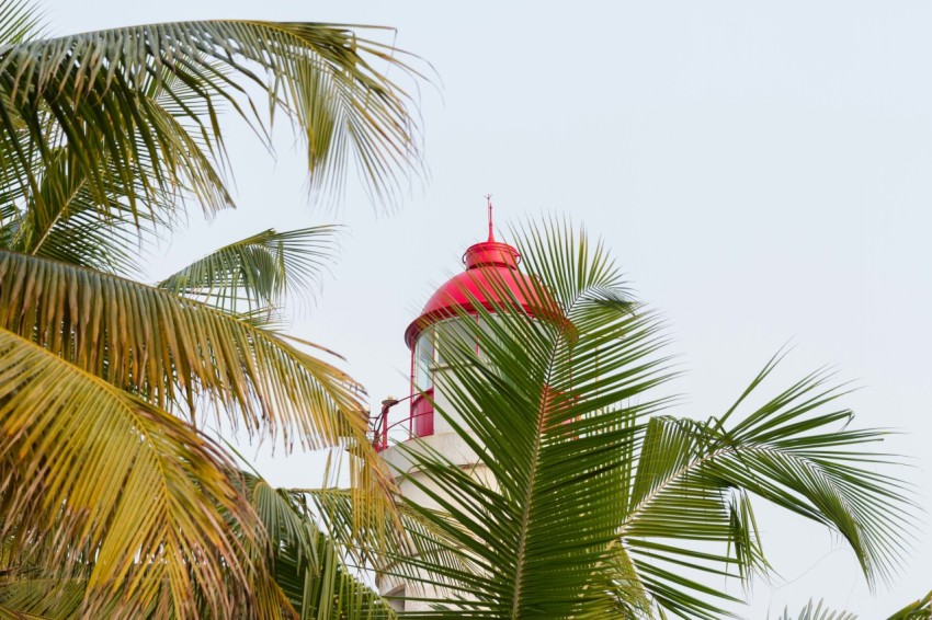 green palm tree under white sky during daytime 5