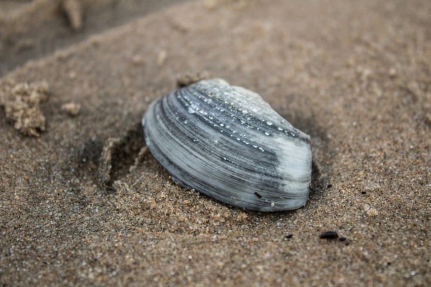 a shell on the sand