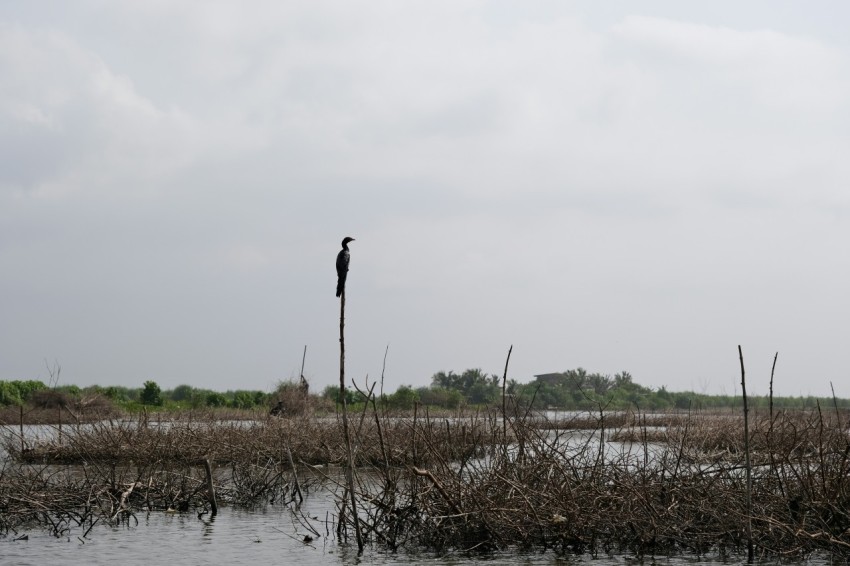 a bird is perched on a pole in the water