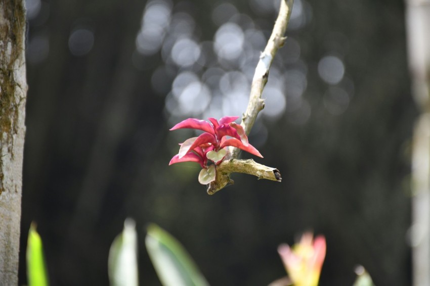 a red flower is growing on a tree branch