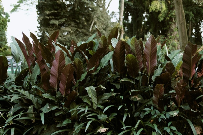 a bush with lots of green and purple leaves