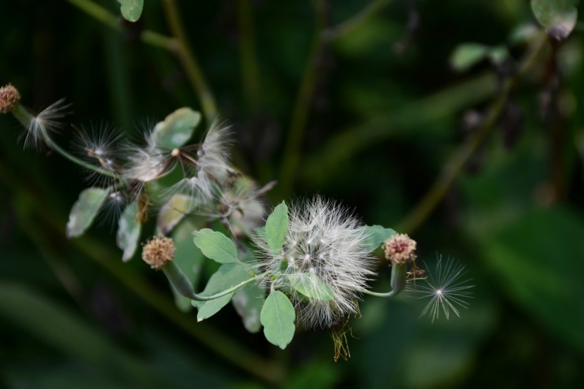 white flower in tilt shift lens